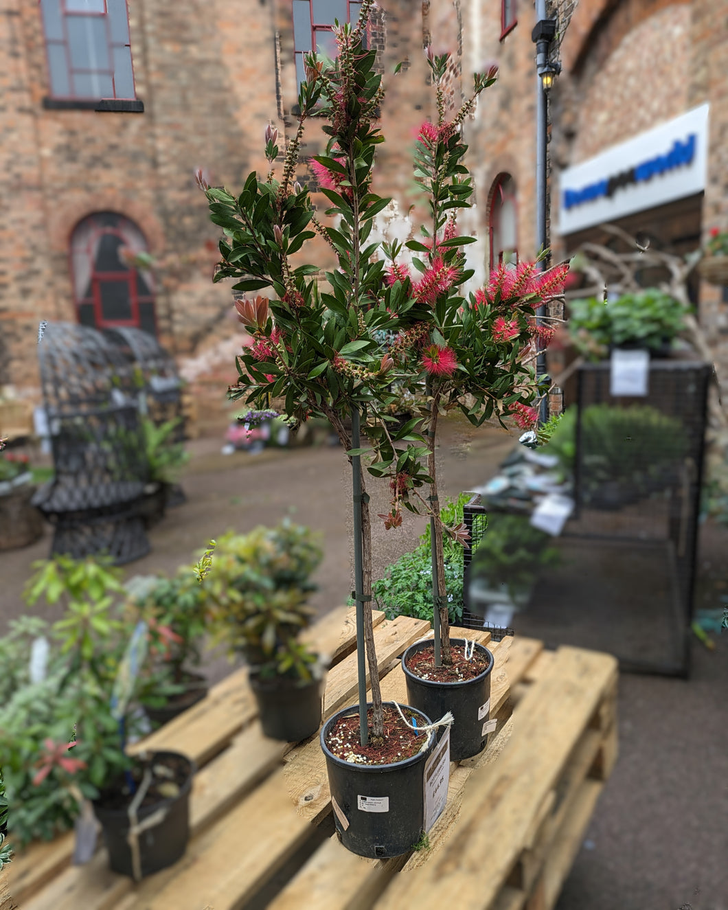 Crimson Bottlebrush