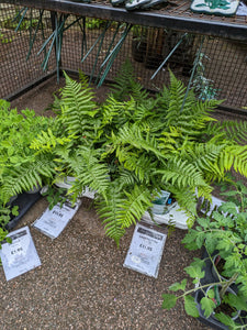 Garden Fern