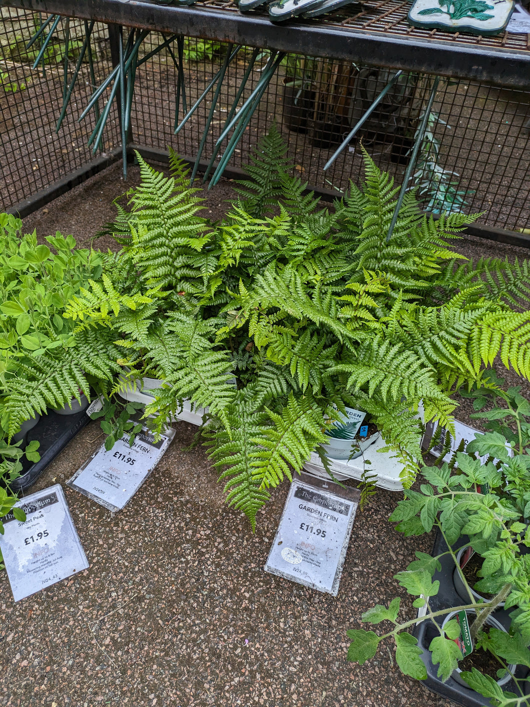 Garden Fern