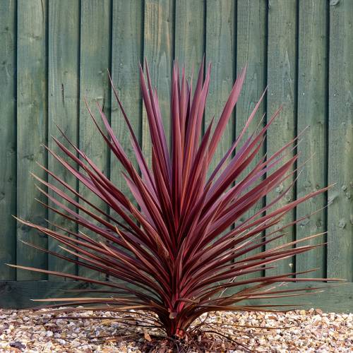 Cordyline (Red)